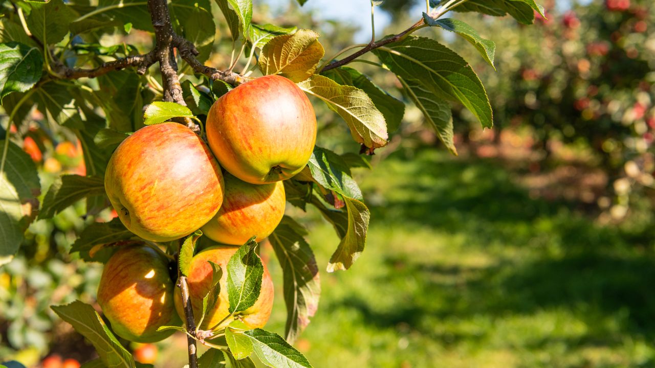 Apple tree in orchard