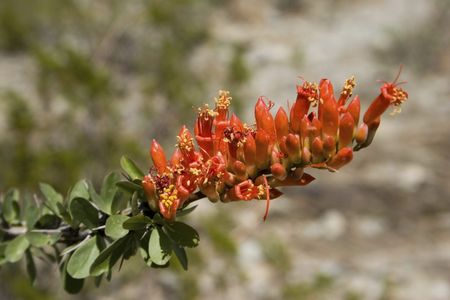 Ocotillo Plant