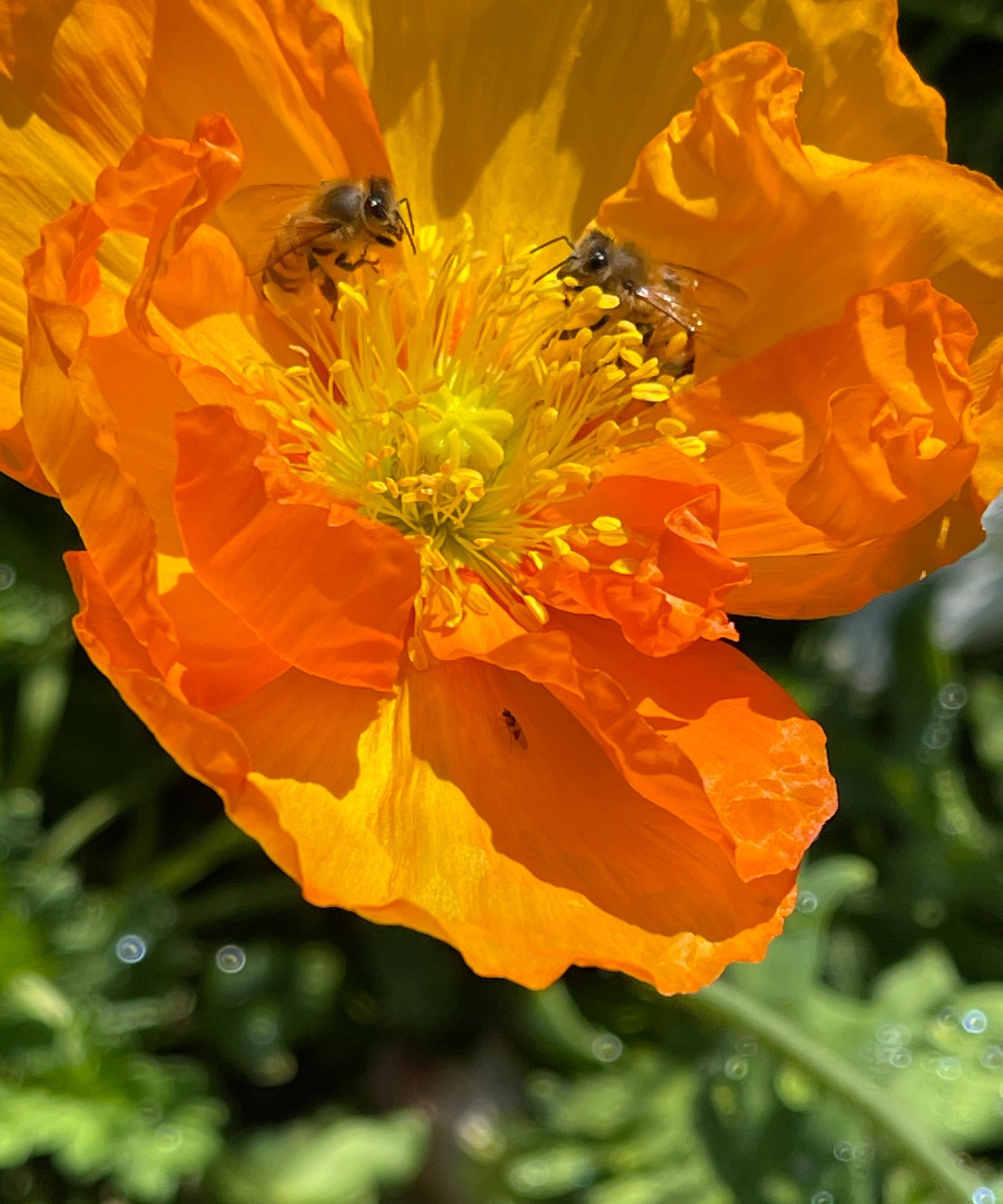 Orange poppy with bees gathering nectar