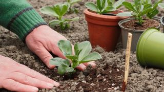 how to grow broad beans: planting spring-sown broad beans outside