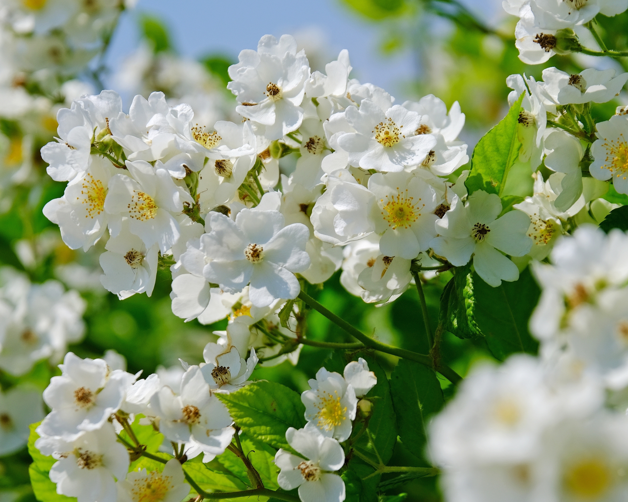 Sally Holmes climbing rose