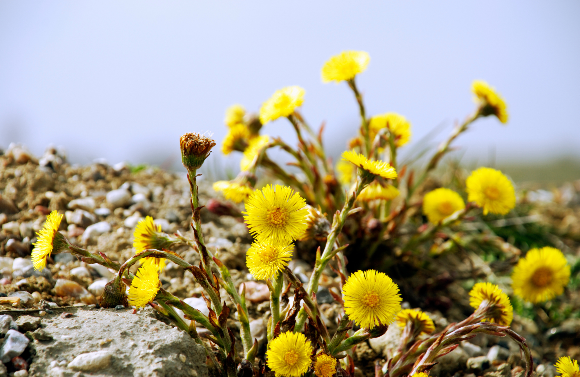 Coltsfoot, Tussilago farfara growing against a blue sky