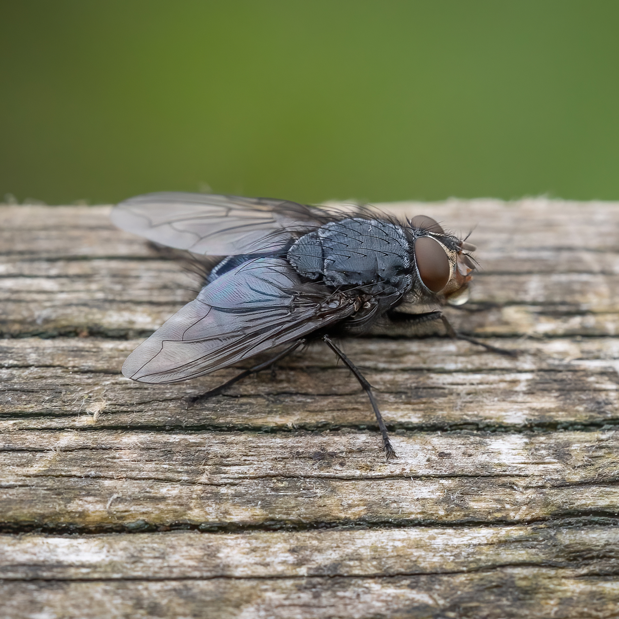 Close-up of common fly on a peice of wood.