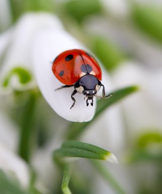 Ladybug on a flower
