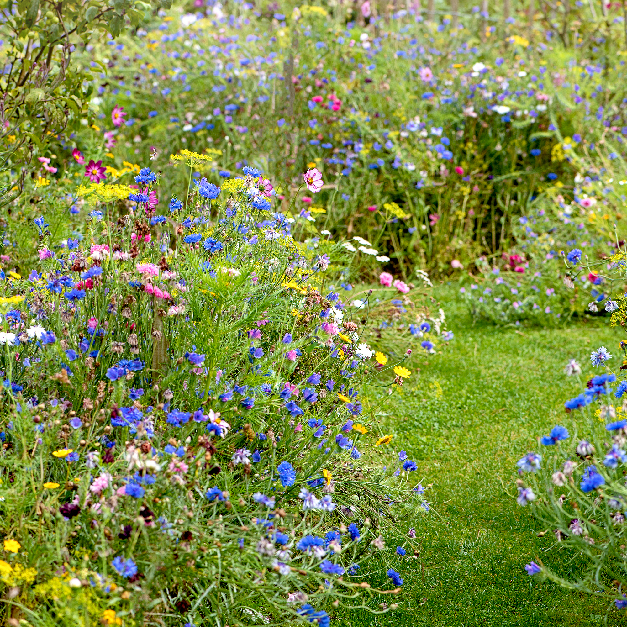How to plant a wildflower meadow – YourGreen