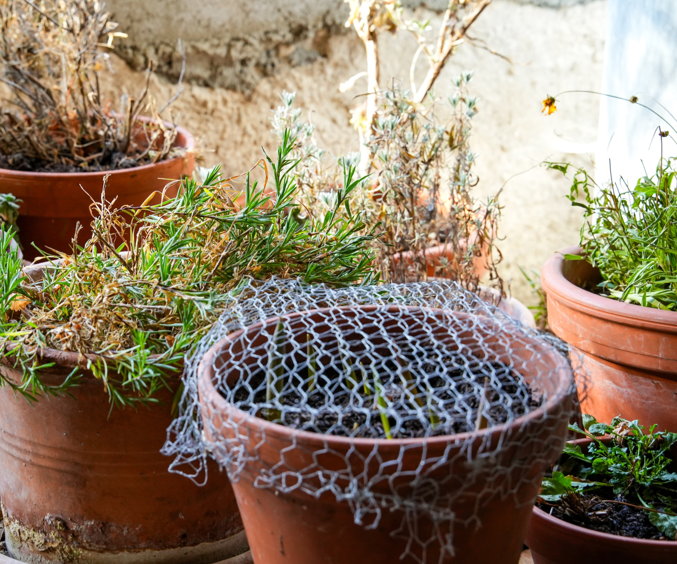 potted plants and bulbs in storage in a basement for protection