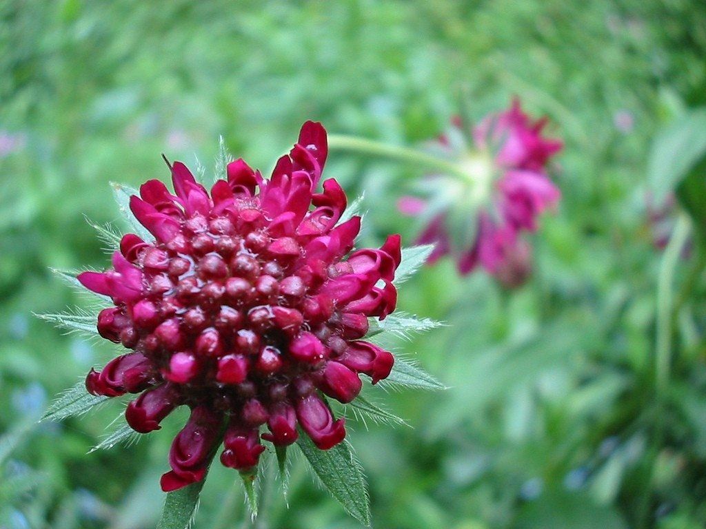 Knautia Plants