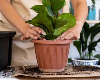 planting a fiddle leaf fig into a pot