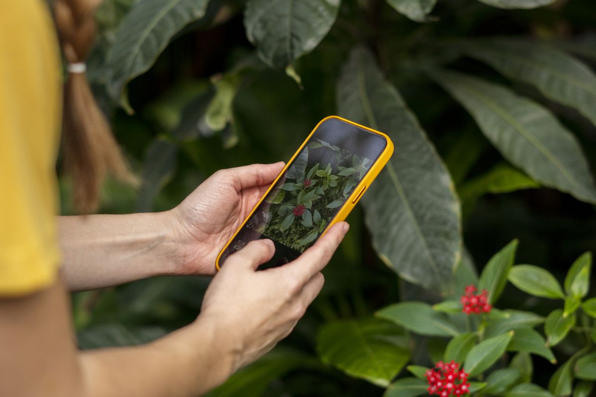 你的 iPhone 有一個你可能不知道的免費內建植物標識符