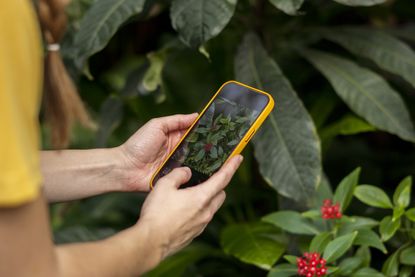 A person holding an iphone and taking photos of a flower on a bush