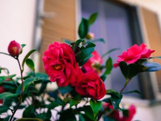 red camellia by front door