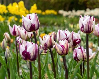 white and purple striped tulips