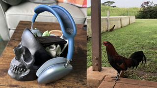 Apple AirPods Max with a French bulldog and a chicken