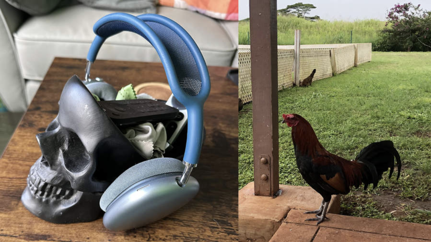 Apple Airpods Max mit einer französischen Bulldogge und einem Huhn