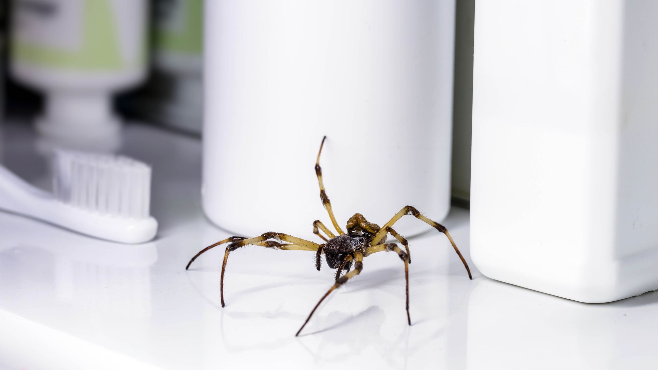 I banished spiders with this $3 cleaning hack — and it actually worked ...