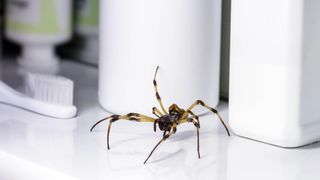 Spider on white counter