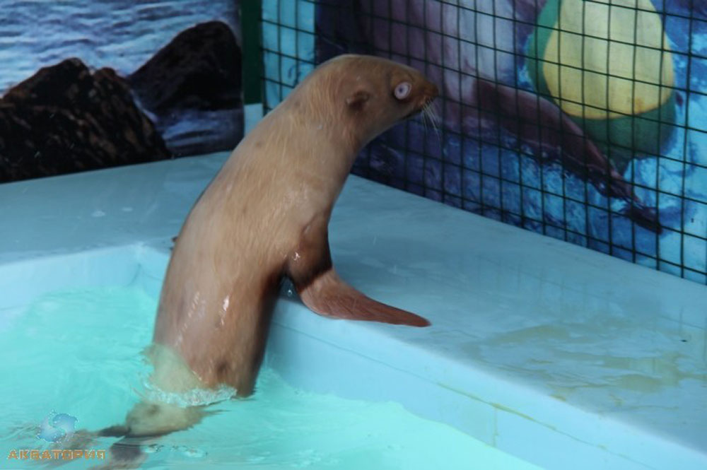 Nafanya the albino seal