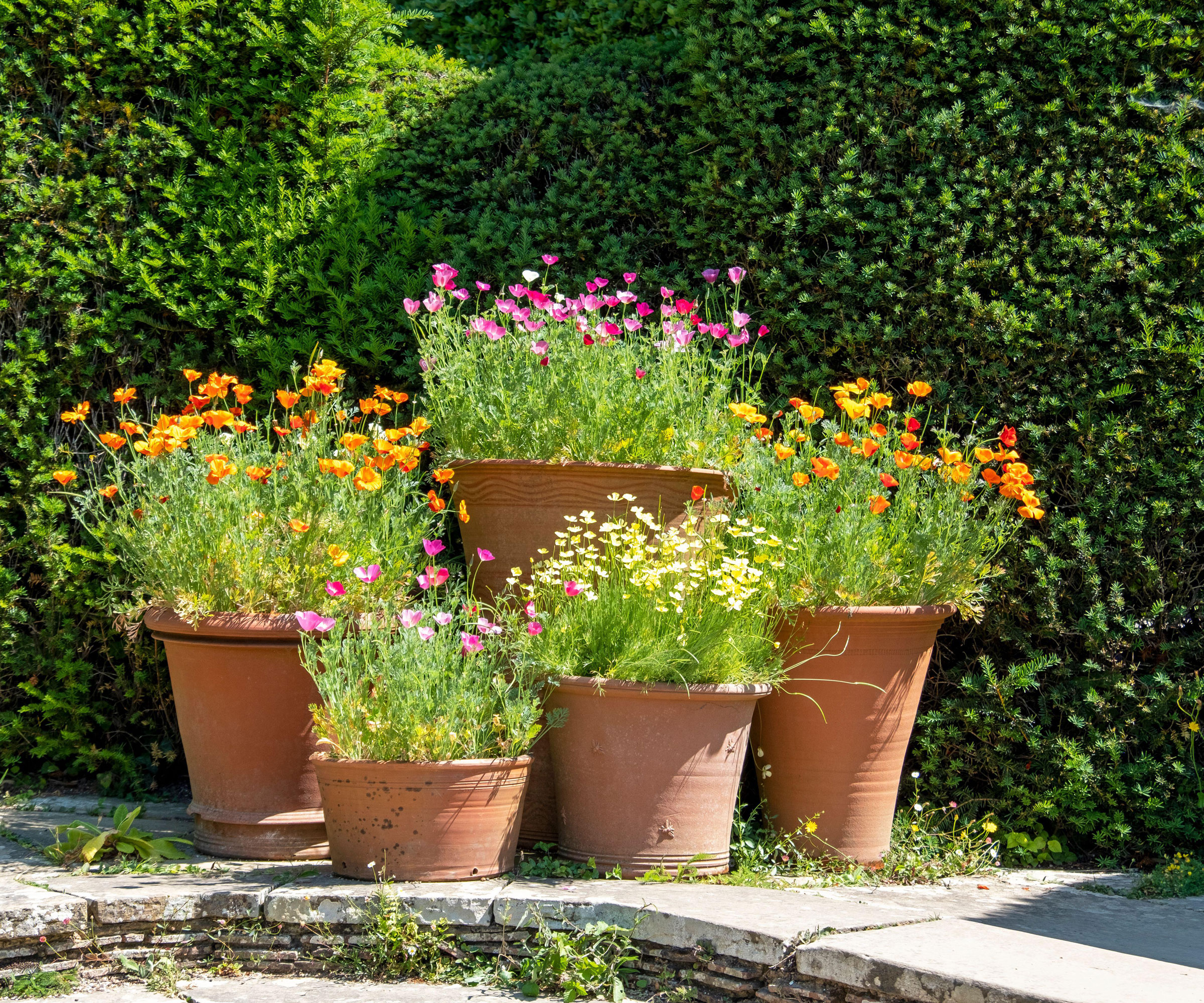 different poppies in terracotta pots of mixed sizes