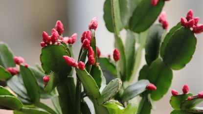 Why are the buds falling off my Christmas cactus