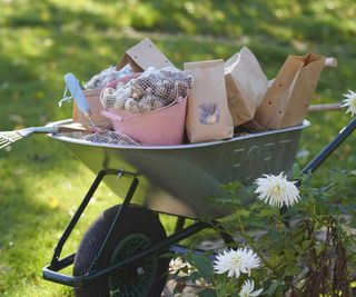 wheelbarrow filled with bulbs and gardening tools