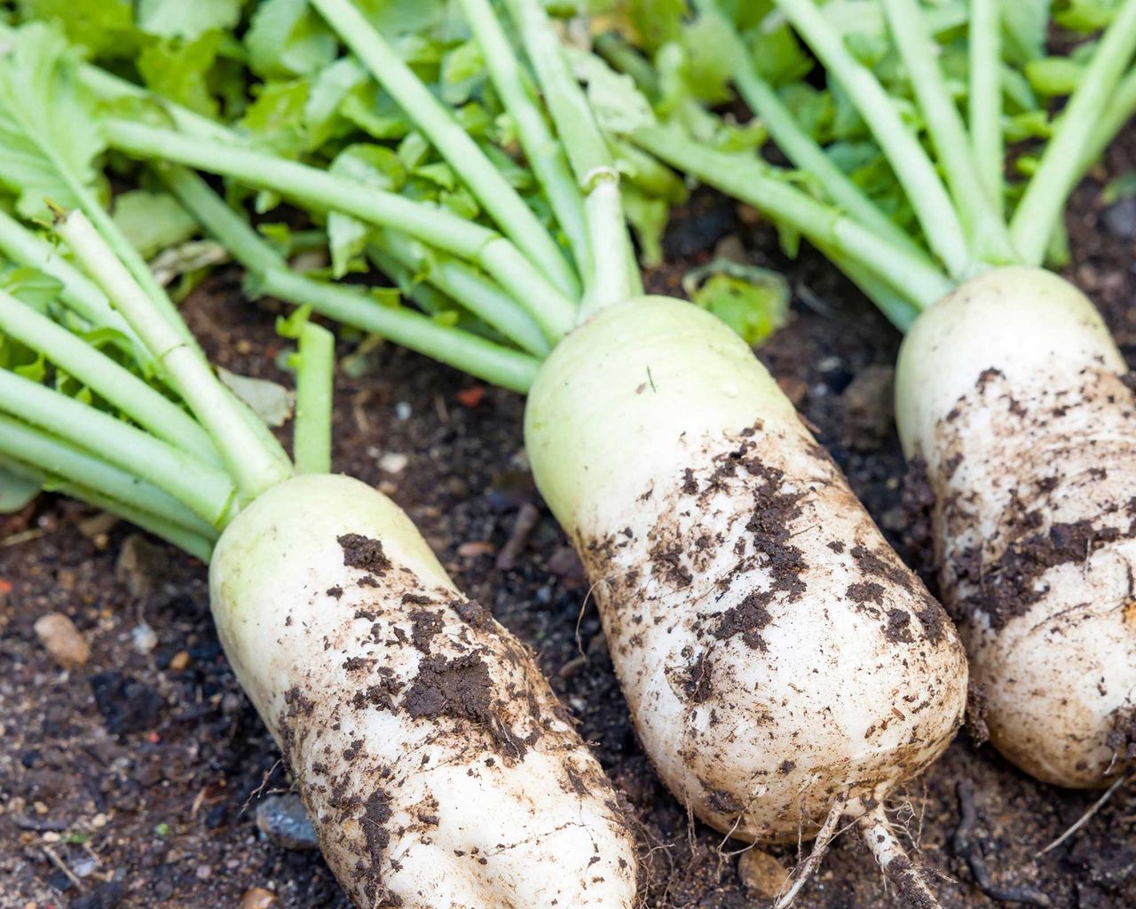 Vegetables to plant in August: top 10 crops to sow and grow | GardeningEtc