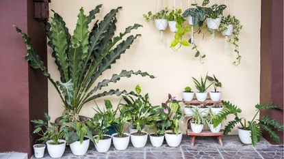 When to move houseplants outdoors