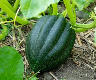 An acorn squash developing on the vine