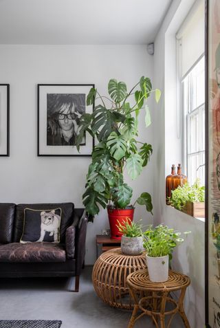 Monstera in a red pot next to a leather sofa