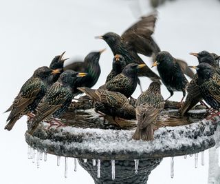 Starlings on a frozen bird bath