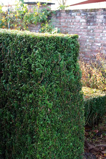 The best fast growing hedges for your garden: take your pick from these ...