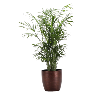 A potted parlor palm plant