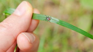 Person holding a blade of grass with a tick on it