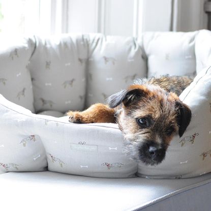 dog with dog bed