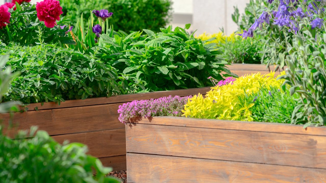 Wooden raised bed planters filled with flowers 