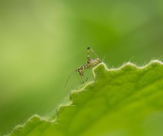 A tiny green cricket on the edge of a green leaf
