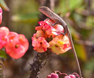 small lizard on a pink flower