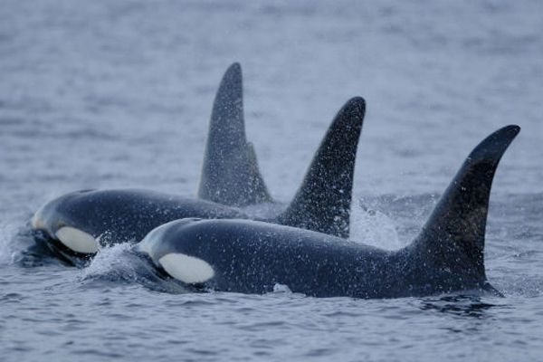 orcas, endangered animals