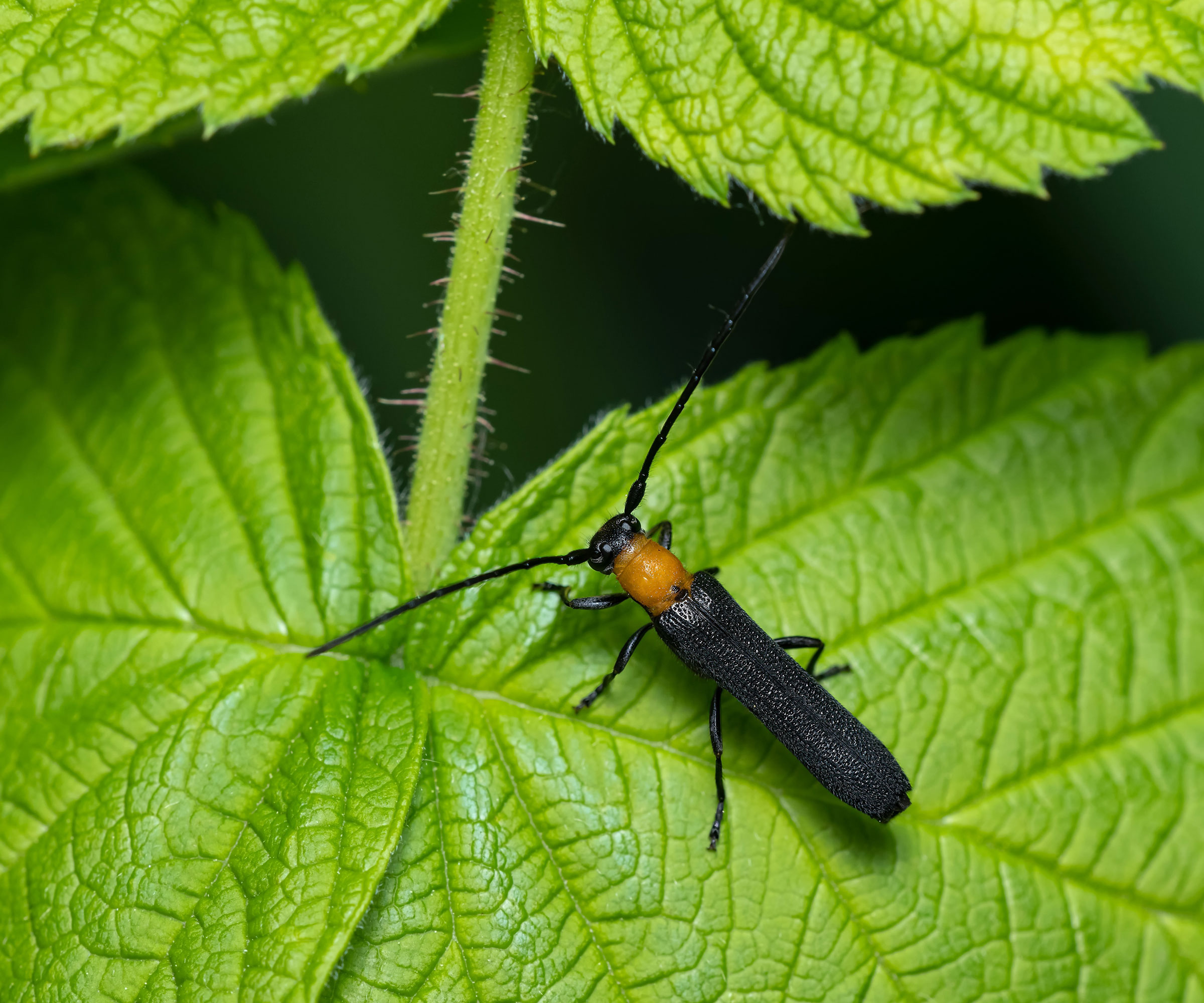 raspberry cane borer sitting on raspberry leaf