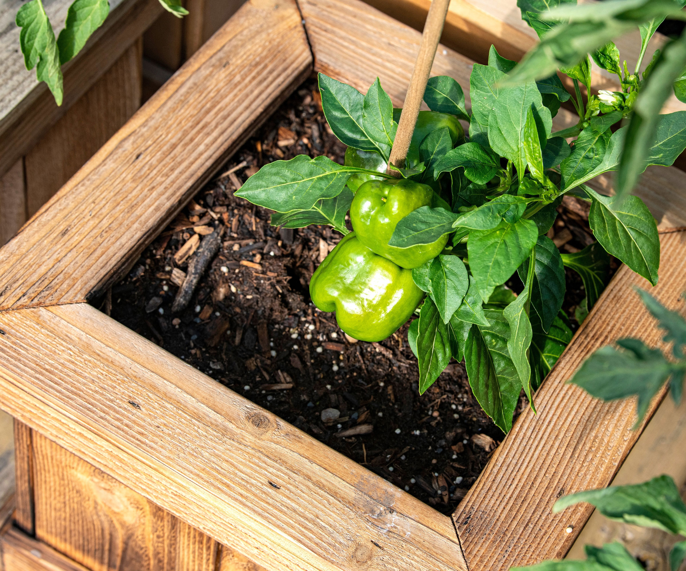 green bell peppers growing on plant in large square wooden container