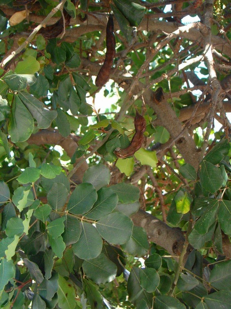 Carob Growing In The Garden - Carob Tree Information And Care ...