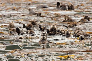 Sea otters convene in a kelp bed near Kodiak Island, Alaska.