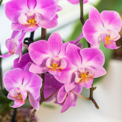 Pink phalaenopsis orchid in full bloom