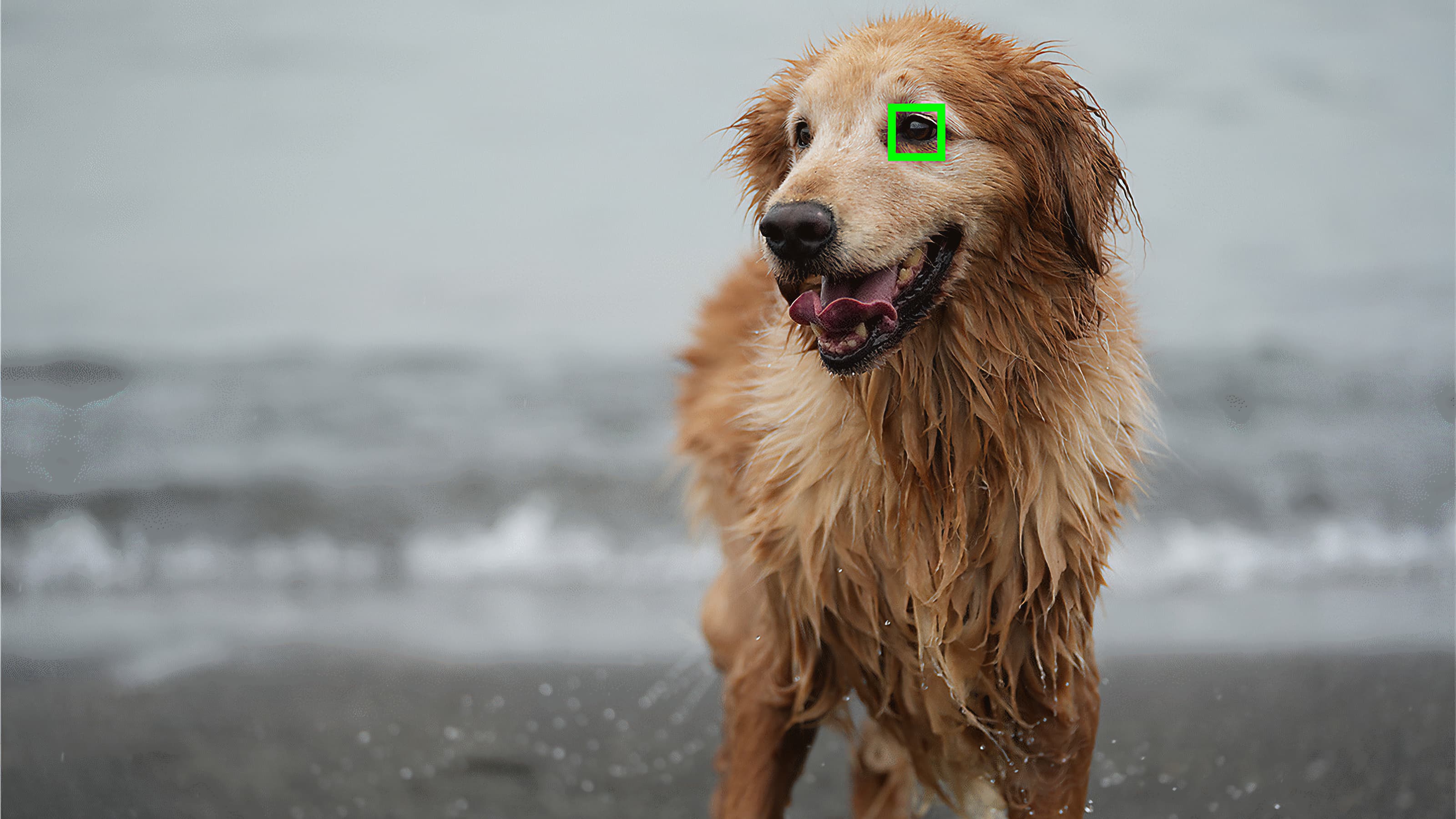 An example of the AF eye from the Sony A7 IV shows a golden slider with a green box around its eye