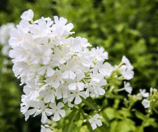 White flowers of Phlox David