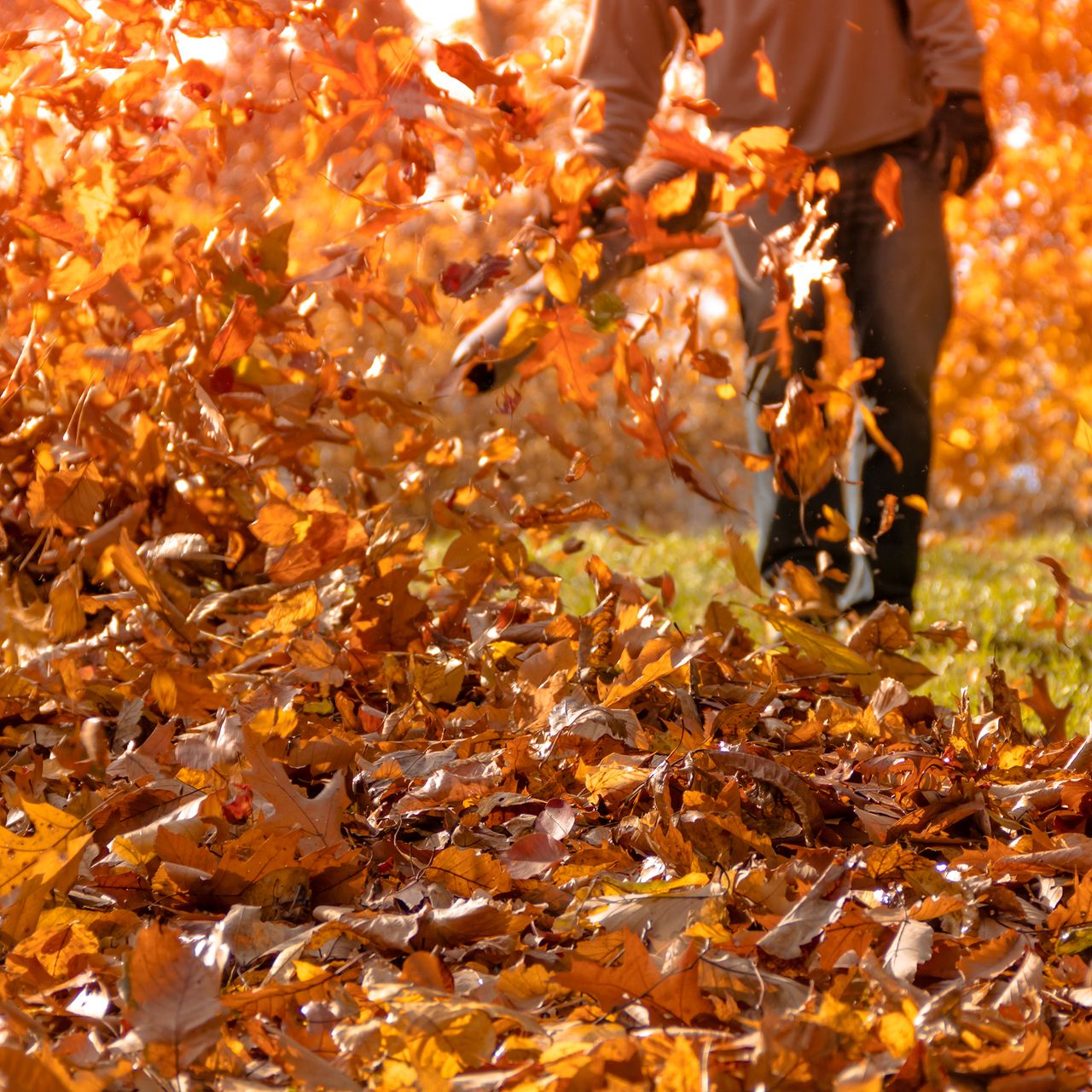 Leaf blower shown on side yard blowing fallen leaves into a pile
