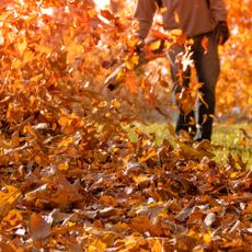 Leaf blower shown on side yard blowing fallen leaves into a pile