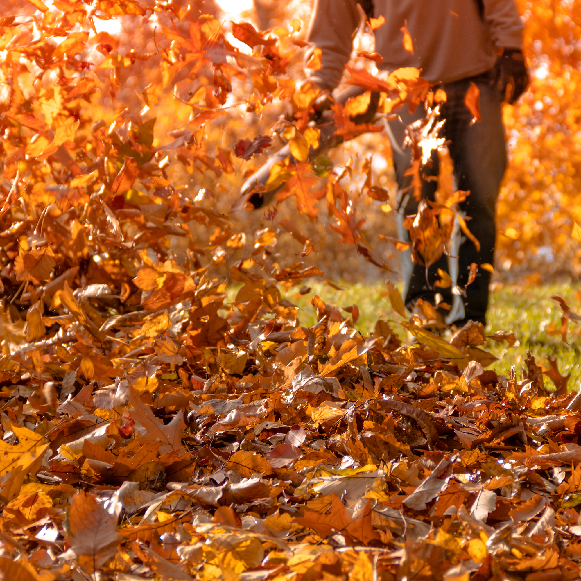 Leaf blower shown on side yard blowing fallen leaves into a pile