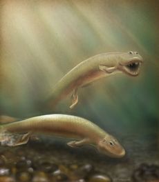 Tiktaalik Roseae, fish, swimming, walking, evolution, hind fins