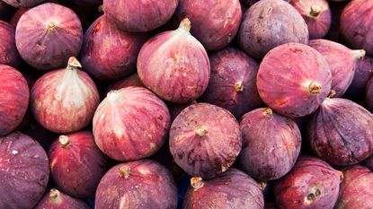 how to grow figs - common fig crops gathered together after being harvested