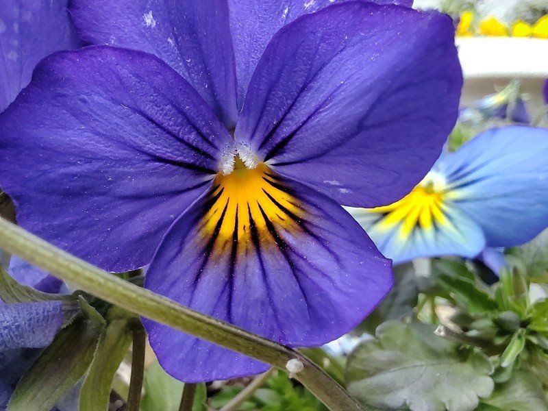TCL 10 Pro macro